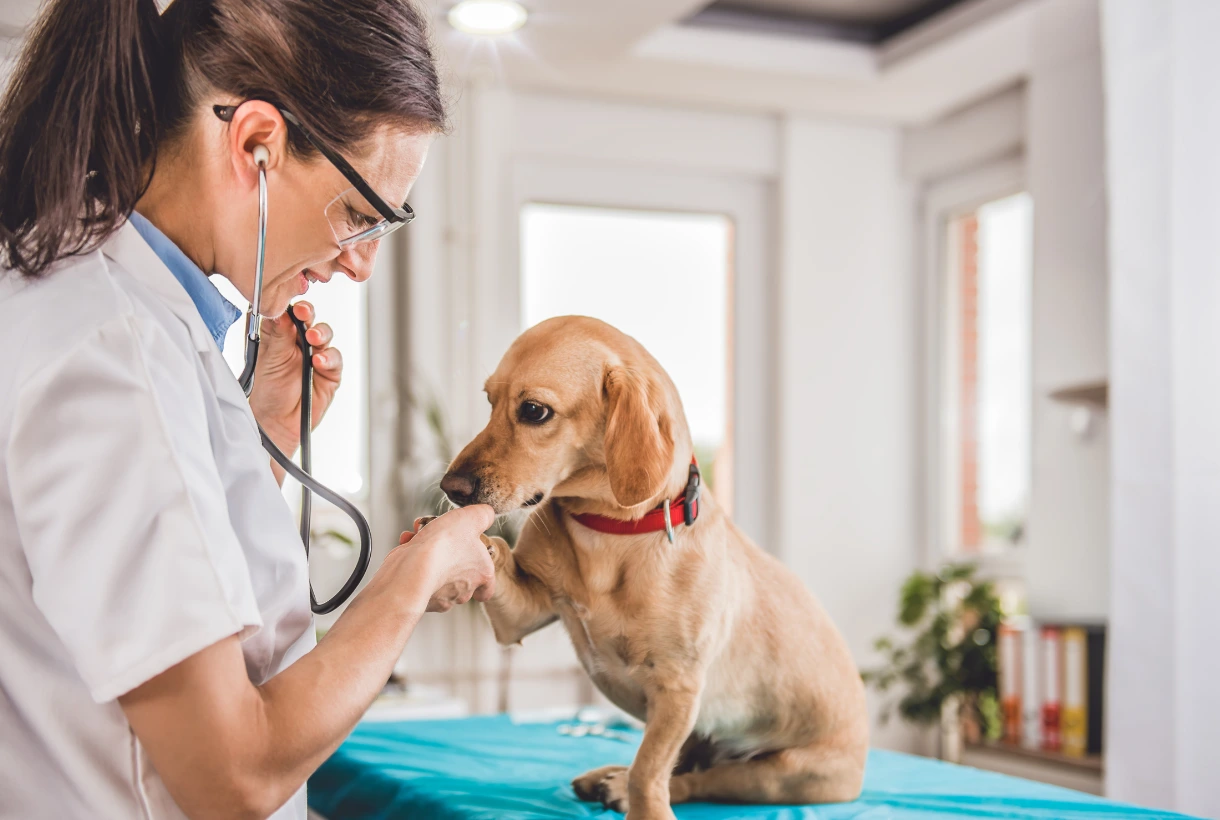 Plano de Saúde Pet Funcionamento Servicos Incluidos e Limitacoes