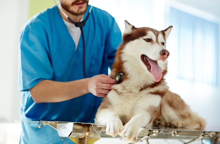 Plano para Pet Bradesco Saúde Cobertura e Preços