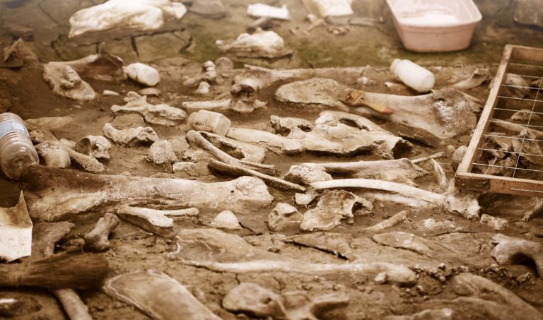 Plano de Saúde para Arqueologia Como Escolher a Melhor Opção e Quanto Custa